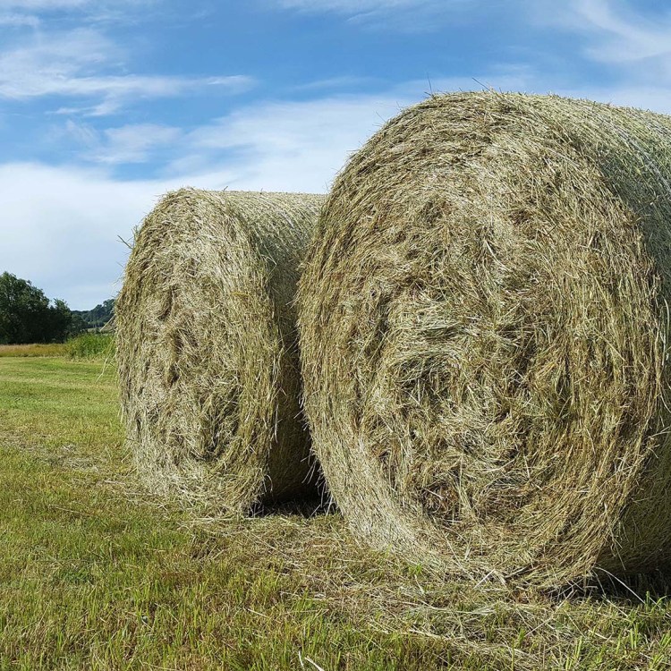 Round hay bales in a meadow.