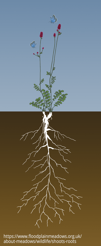 Drawing of a Sanguisorba officianalis plant showing the aboveground parts and the deep root system. Blue butterflies are shown visiting the flowers.