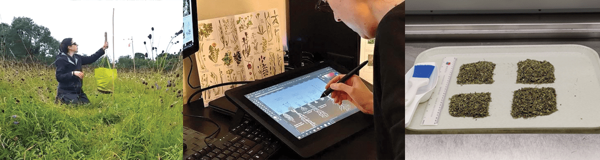 Three images. First shows fieldworker weighing hay from a spring balance. Second shows an illustrator creating a digital drawing. Third shows dried hay samples divided into quarters.