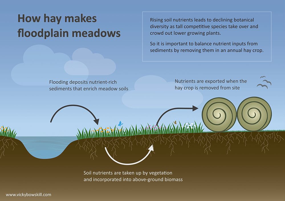 Infographic showing how nutrients are deposited on the meadow as flood sediments and removed from site in the hay crop.