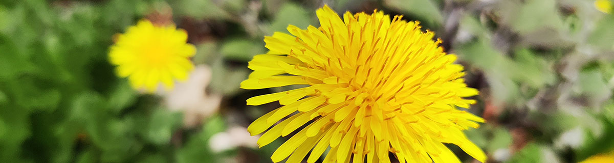 Close up of a dandelion flower
