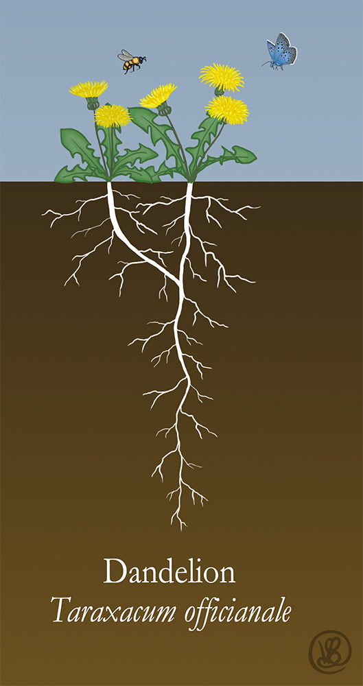 Drawing of a dandelion and it's root structure