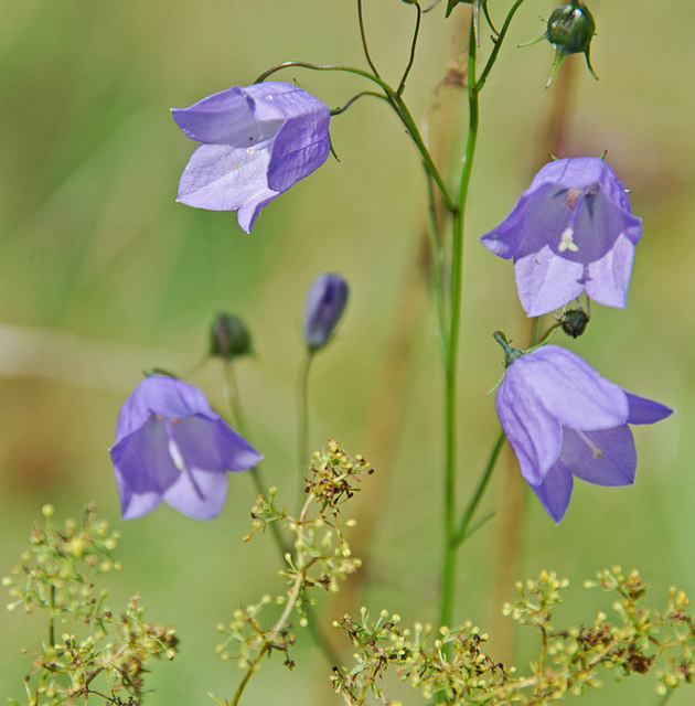 Photo of harebells by Gary Rogers