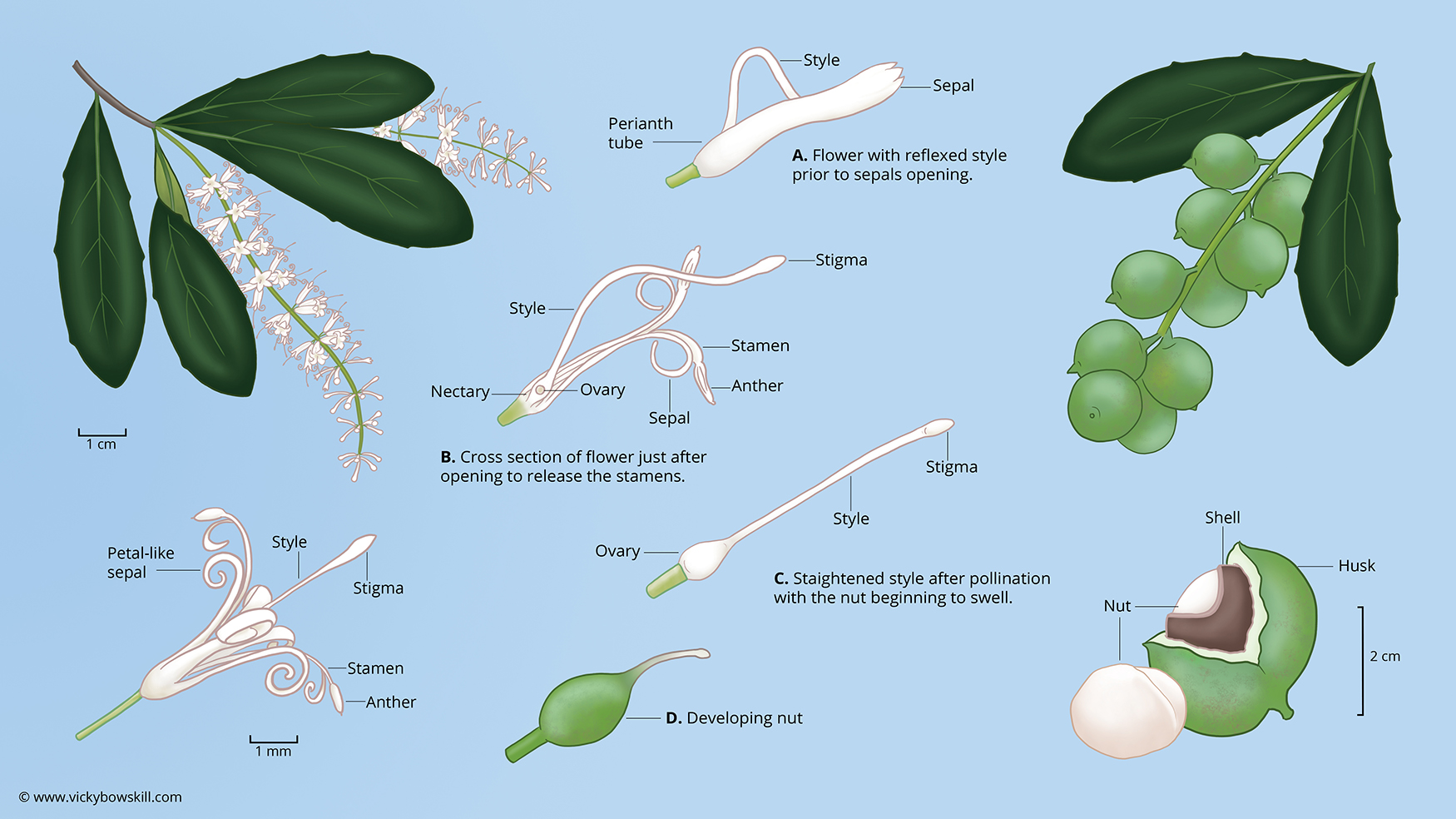 Infographic showing the flowers and nuts of the macadamia tree. Copyright Vicky Bowskill.