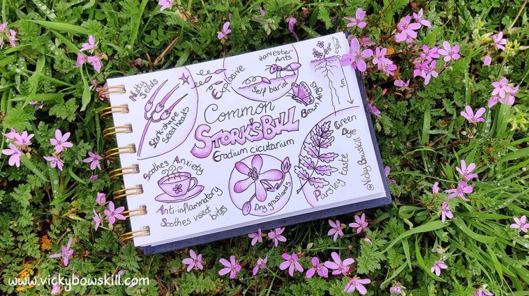Photo of a sketchbook infographic about common storksbill lying on the ground amongst a patch of common storksbill