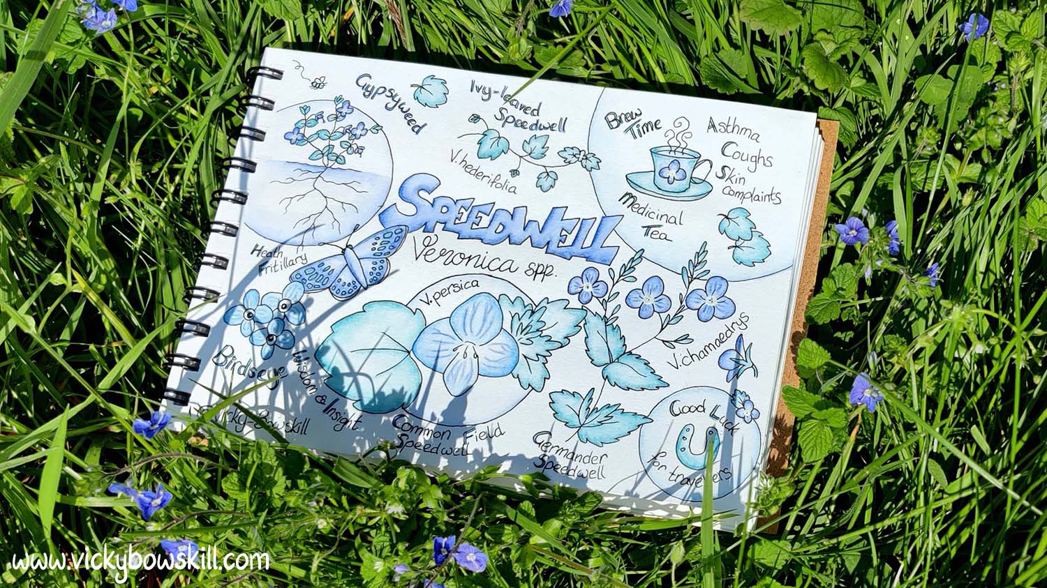 Speedwell SketchNote by Vicky Bowskill