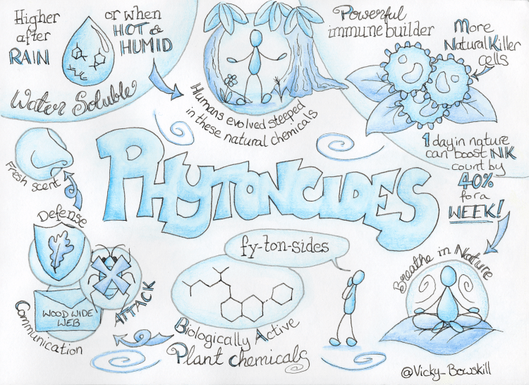 Three sketchnotes summarising the benefits of phytoncides. By Vicky Bowskill